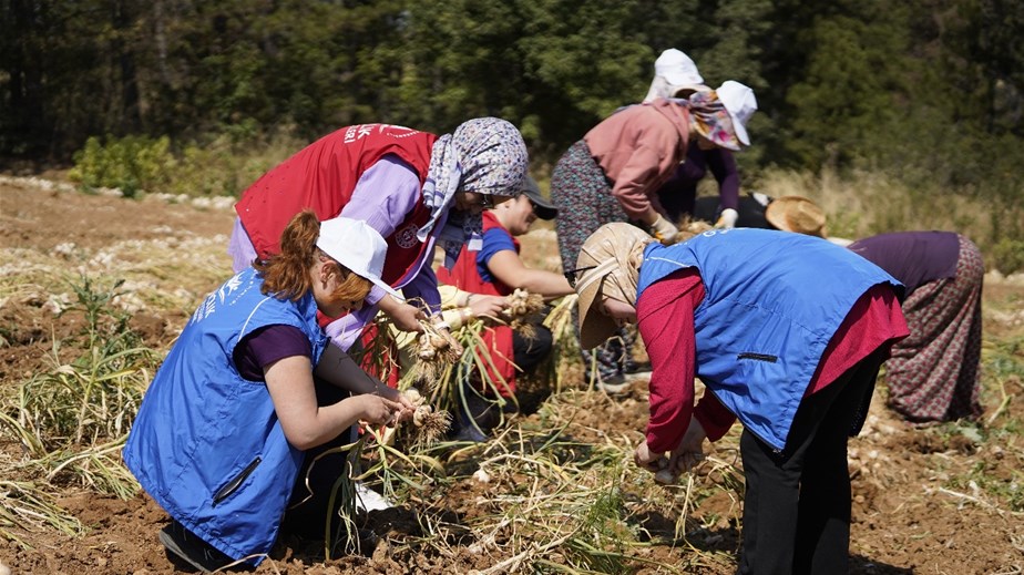 GÖNÜLLÜ HASAT ETKİNLİĞİ